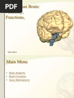 The Human Brain: Anatomy, Functions