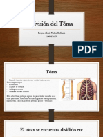 División Del Tórax