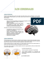 LOBULOS Cerebrales