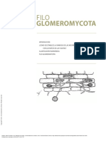 Biología de Hongos - (13. Filo Glomeromycota)