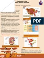 Poster Formacion Orina