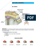 Anatomía Cerebral y Áreas de Brodmann