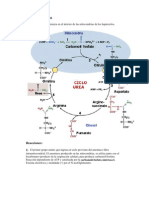 Ciclo de La Urea