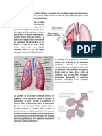 Anatomía y Fisiología Del Aparato Respiratorio