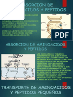 Absorcion de Aminoacidos y Peptidos