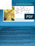 Structure Function Carbohydrates