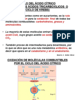 Ciclo Del Ácido Cítrico