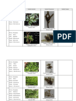 Lumut Tabel Klasifikasi