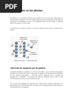 El Magnesio en Las Plantas