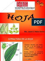 Hoja