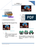 Brainstem Bravo Annotated