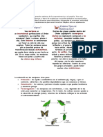 ¿Qué Es Una Mariposa? ¿Cuántos Tipos de Mariposas Hay?