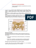 Estudio de La Pelvis Materna