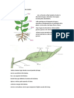 Partes y Funciones de Una Planta