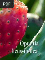 Opuntia Ficus Indica