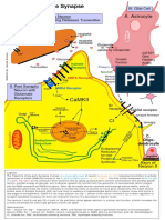 Tripartite Synapse