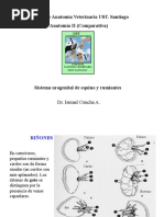 Anatomia Comparada