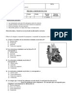 CN 8° Año Prueba Sistema Circulatorio y Excretor