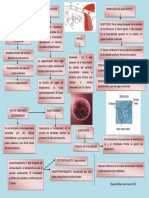 Fecundacion e Implantacion 2