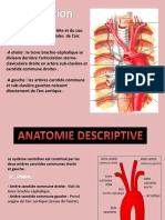  Carotides 27