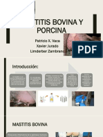 Mastitis Bovina Y PORCINA Expo