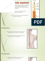 Neuroanatomia Diapositiva