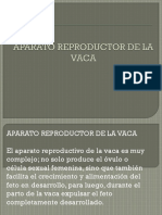 Aparato Reproductor de La Vaca