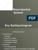 Male Reproductive System