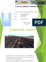 Cosecha de Camote