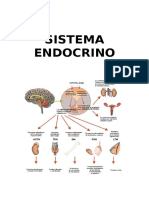 Sistema Endocrino