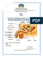 Sistema Reprodutor Masculino