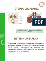 Sistema Urinario Okissssssss