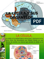 La Celula y Sus Organelos