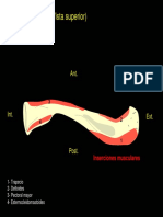 Inserciones Musculares