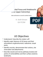 Brachium, Cubital Fossa and Um