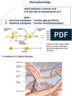 Synapse: Is The Point of Contact Between A Neuron and