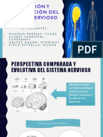 Evolucion Del Sistema Nervioso