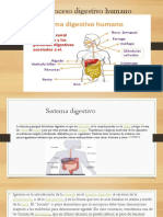 Proceso Digestivo Humano