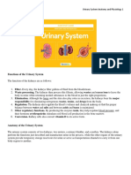 Urinary System Anatomy and Physiology