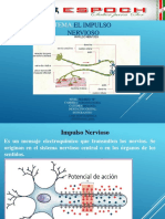 IMPULSO Nervioso 1 B