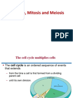 Cell Cycle-Mitosis - Meiosis Slides