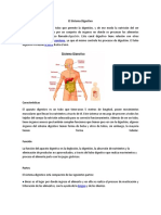 El Sistema Digestivo