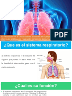 Sistema Respiratorio