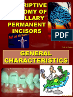 Descriptive Anatomy of Maxillary Permanent Incisors