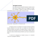 Propagación Del Impulso Nervioso