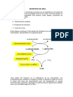 Biosintesis de La Urea