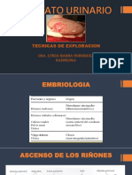 Urologia Unan