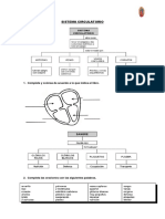 Ficha Sistema Circulatorio