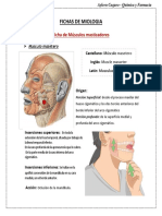 Fichas de Miologia