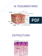 Sitema Tegumentario